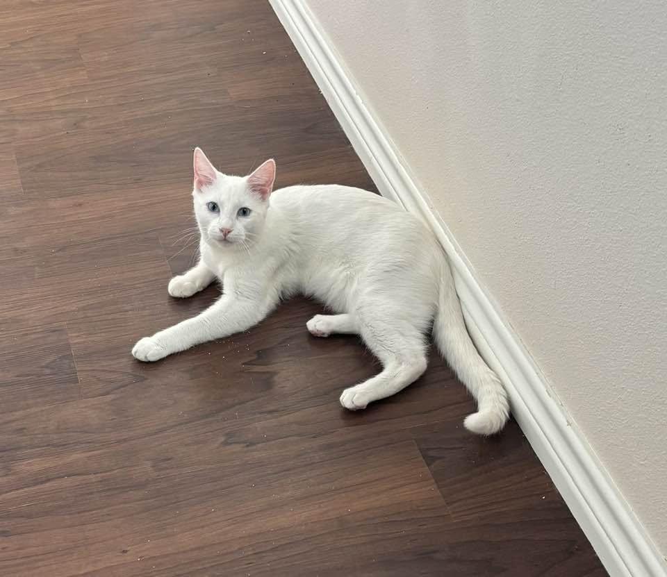 Kadir, Adopted, Young Male Domestic Short Hair.