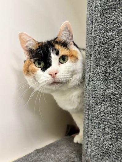 Rosita, Adoptable, Adult Female Domestic Short Hair & Domestic Short Hair.