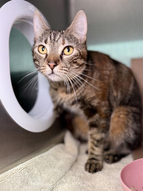 Enlarge BUTTERCUP, a Adoptable Domestic Short Hair in Fort Walton Beach, FL image 1/1