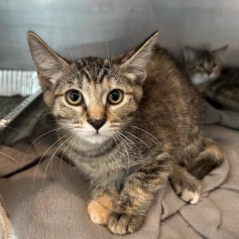 Zara, Adoptable, Kitten Female Domestic Short Hair.