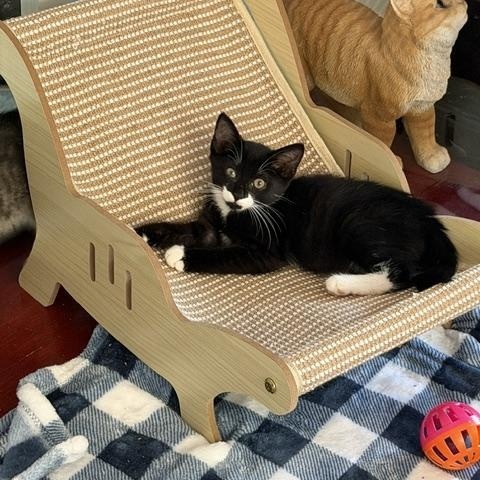 Betty, Adoptable, Kitten Female Domestic Short Hair.