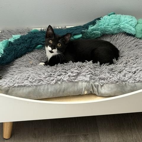 Enlarge Betty, a Adoptable Domestic Short Hair in Manorville, NY image 3/4