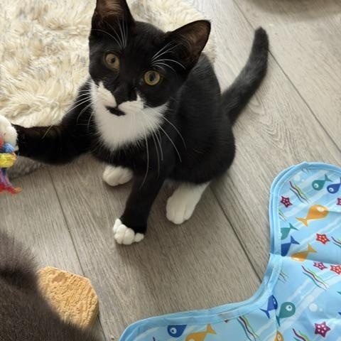 Enlarge Betty, a Adoptable Domestic Short Hair in Manorville, NY image 4/4
