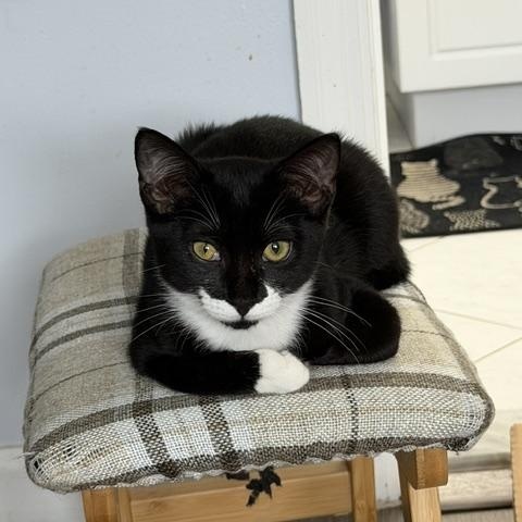Enlarge Betty, a Adoptable Domestic Short Hair in Manorville, NY image 2/4
