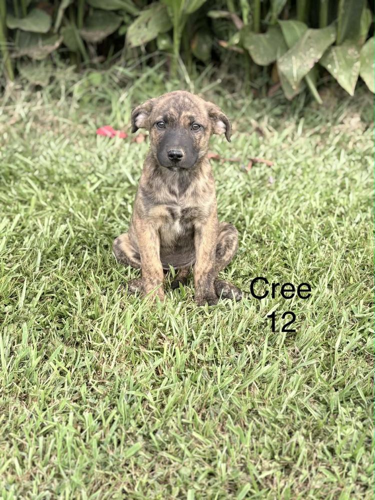 Enlarge Cree, a Adoptable Hound in Norfolk, MA image 1/1