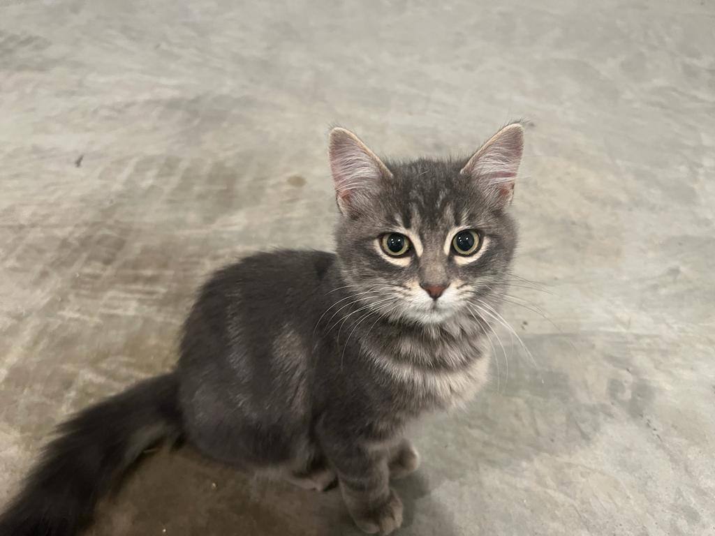Enlarge Nashville, a Adopted mixed breed in KATY, TX image 2/3