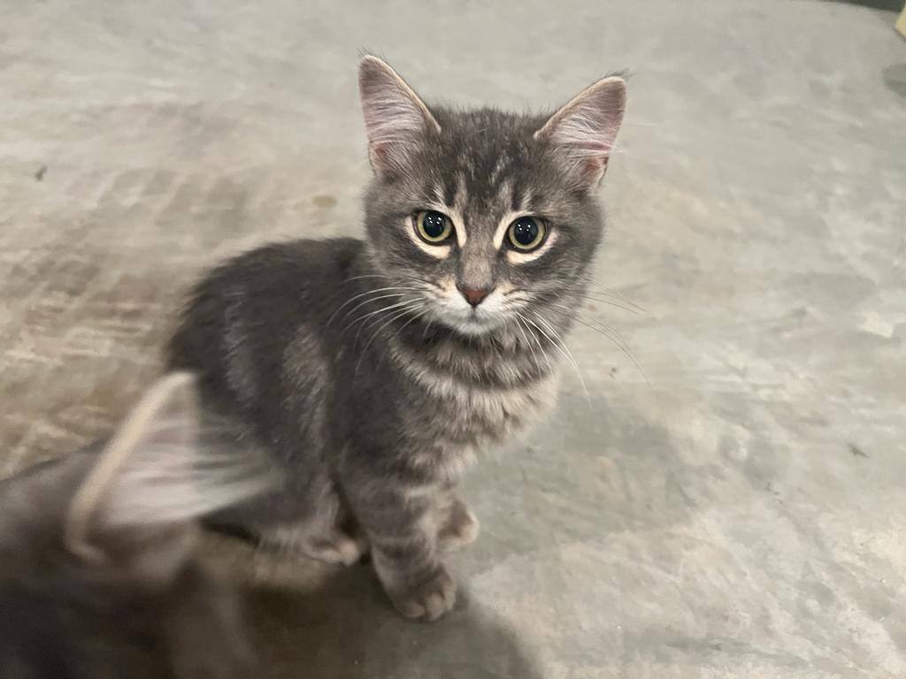 Enlarge Nashville, a Adopted mixed breed in KATY, TX image 3/3