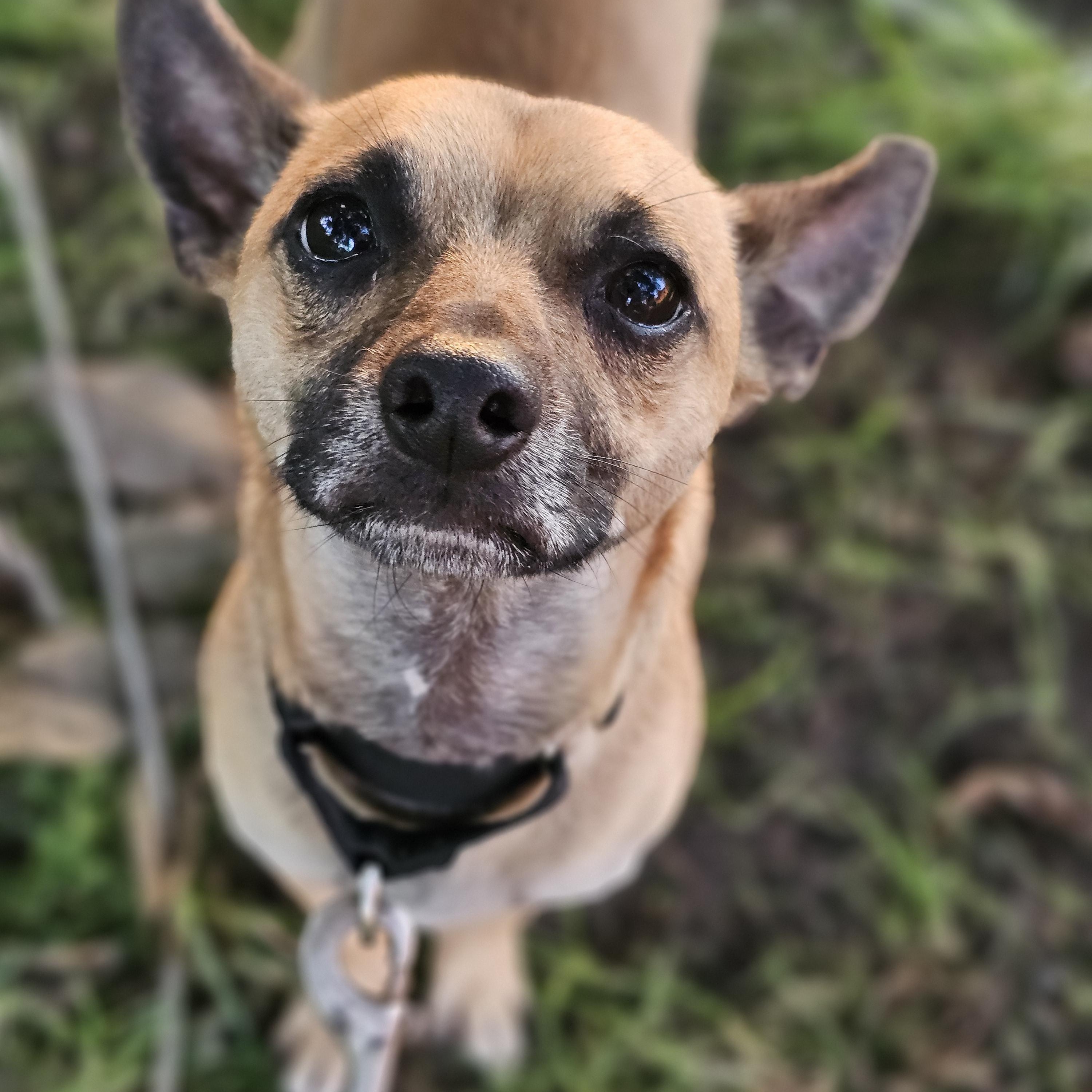 Enlarge Baxter so il, a Adoptable Chihuahua in MURPHYSBORO , IL image 1/6