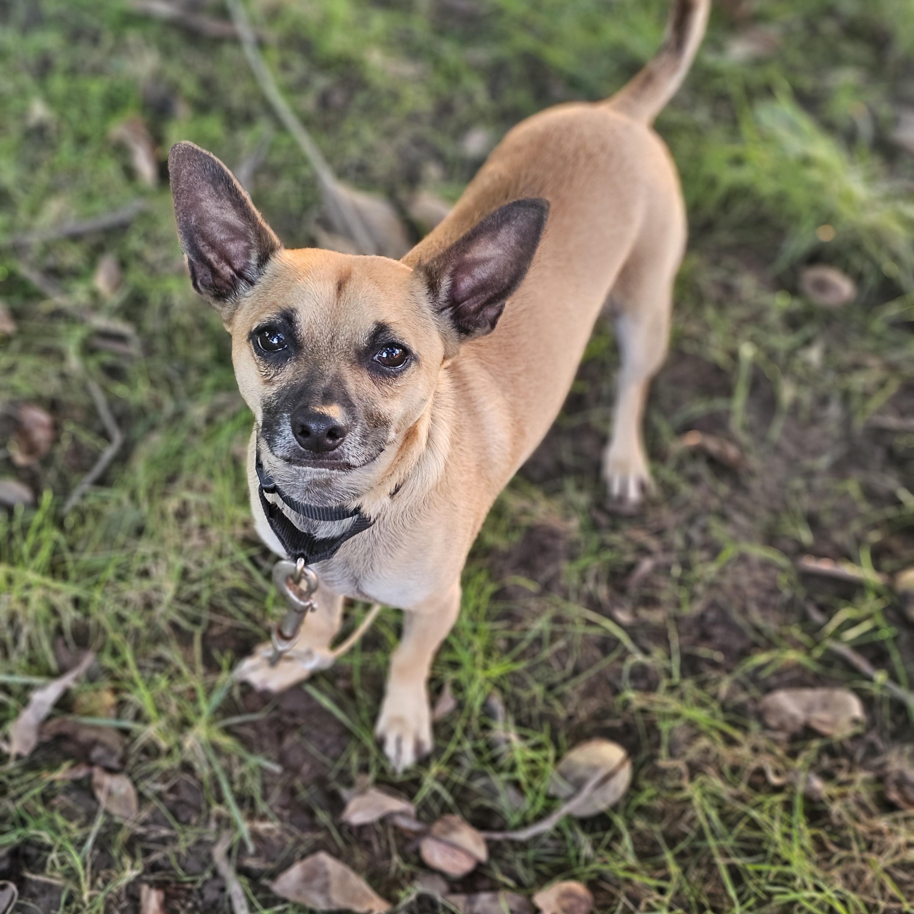 Enlarge Baxter so il, a Adoptable Chihuahua in MURPHYSBORO , IL image 3/6