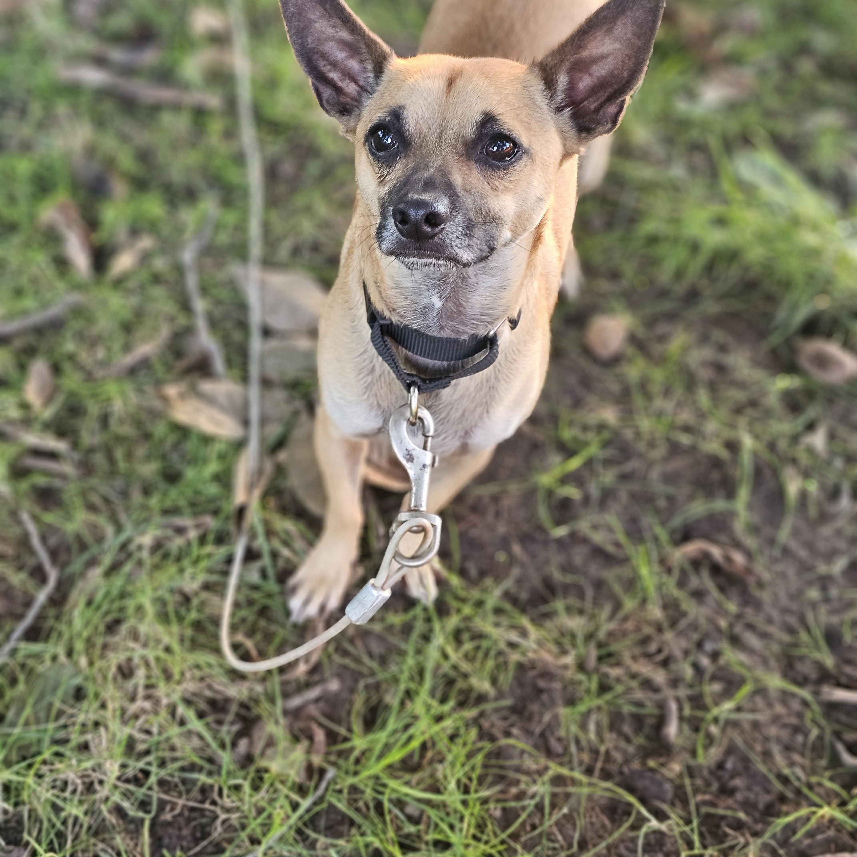 Enlarge Baxter so il, a Adoptable Chihuahua in MURPHYSBORO , IL image 4/6