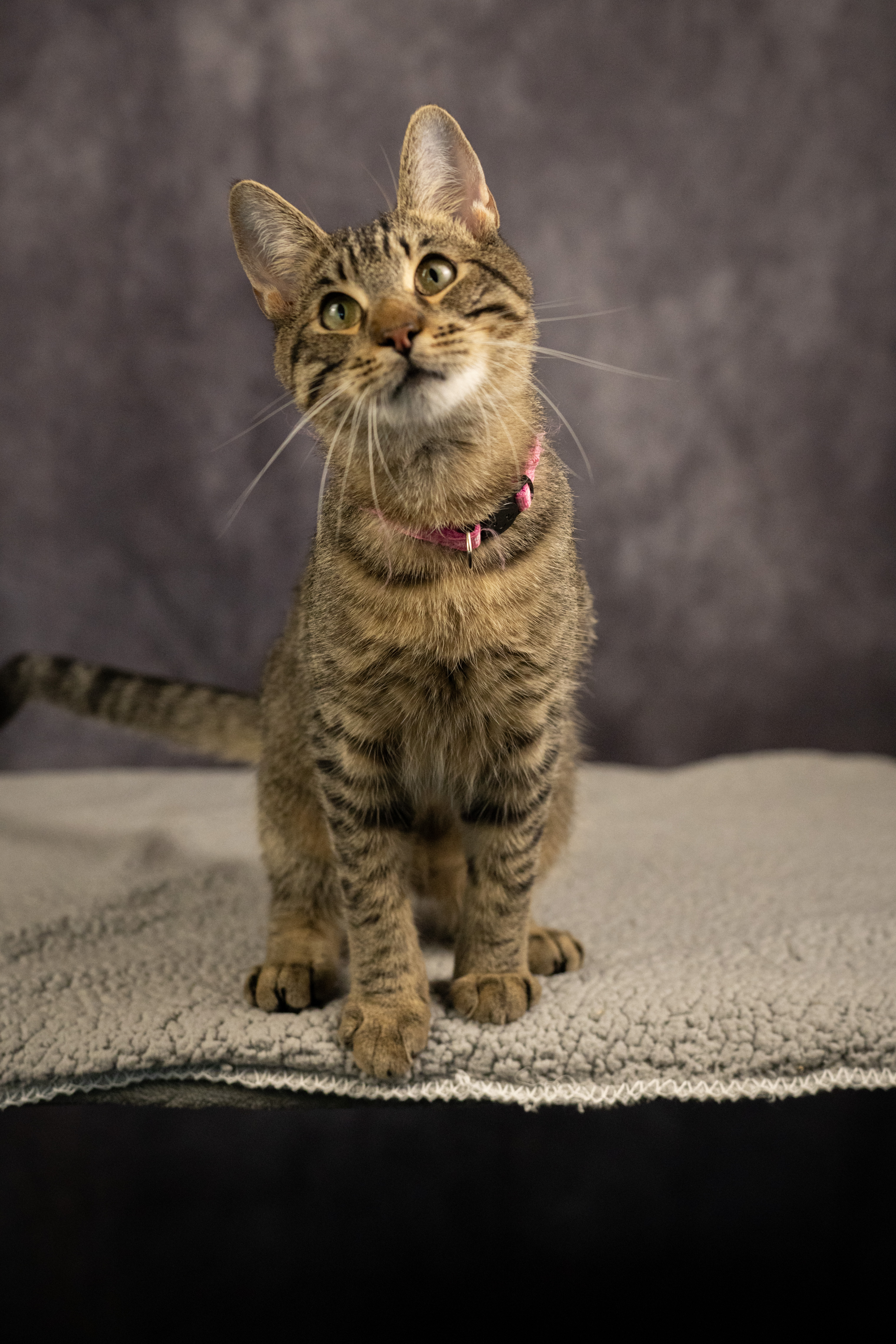 Enlarge Piñon Nut, a Adoptable Domestic Short Hair in Los Angeles, CA image 3/3
