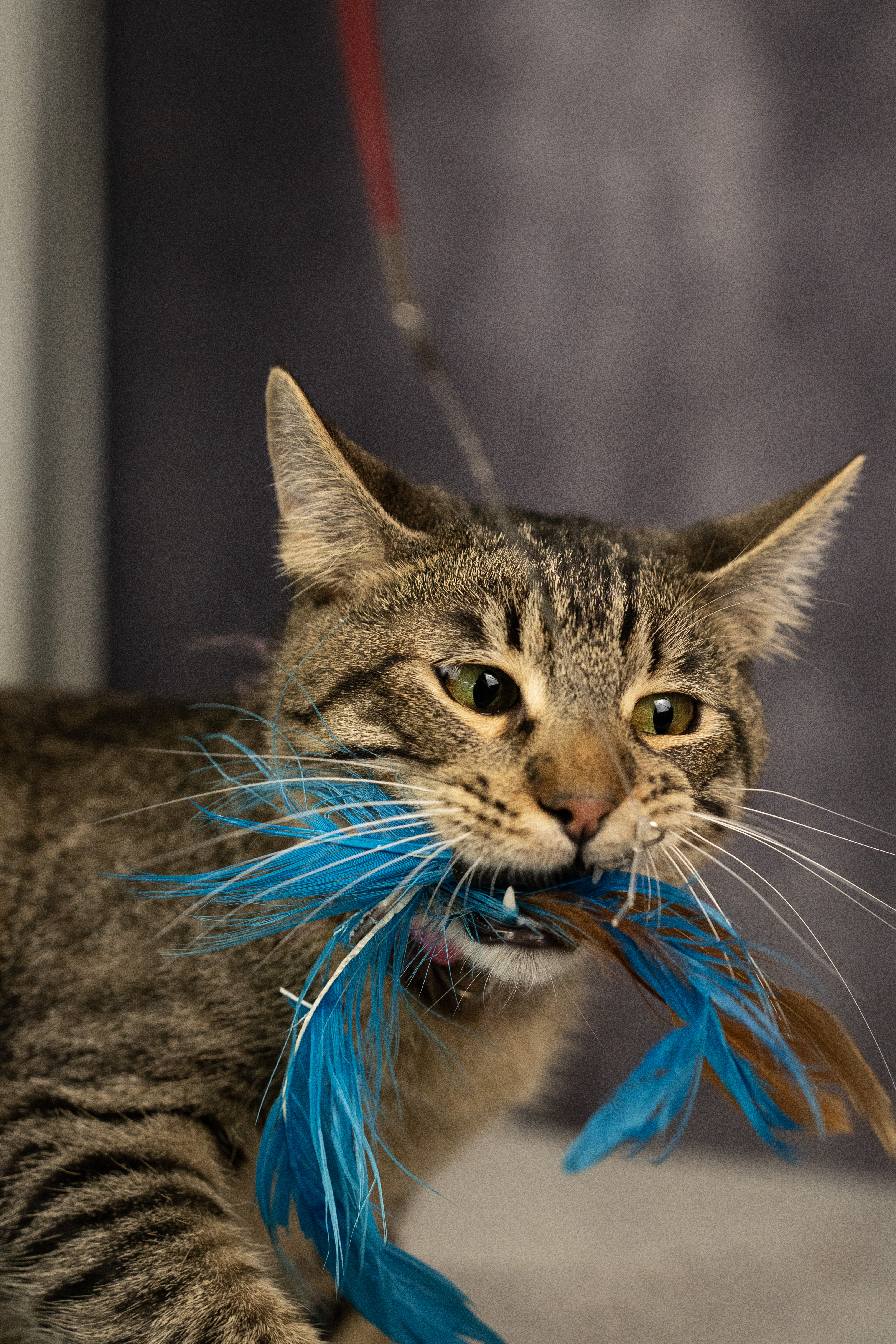 Enlarge Piñon Nut, a Adoptable Domestic Short Hair in Los Angeles, CA image 2/3