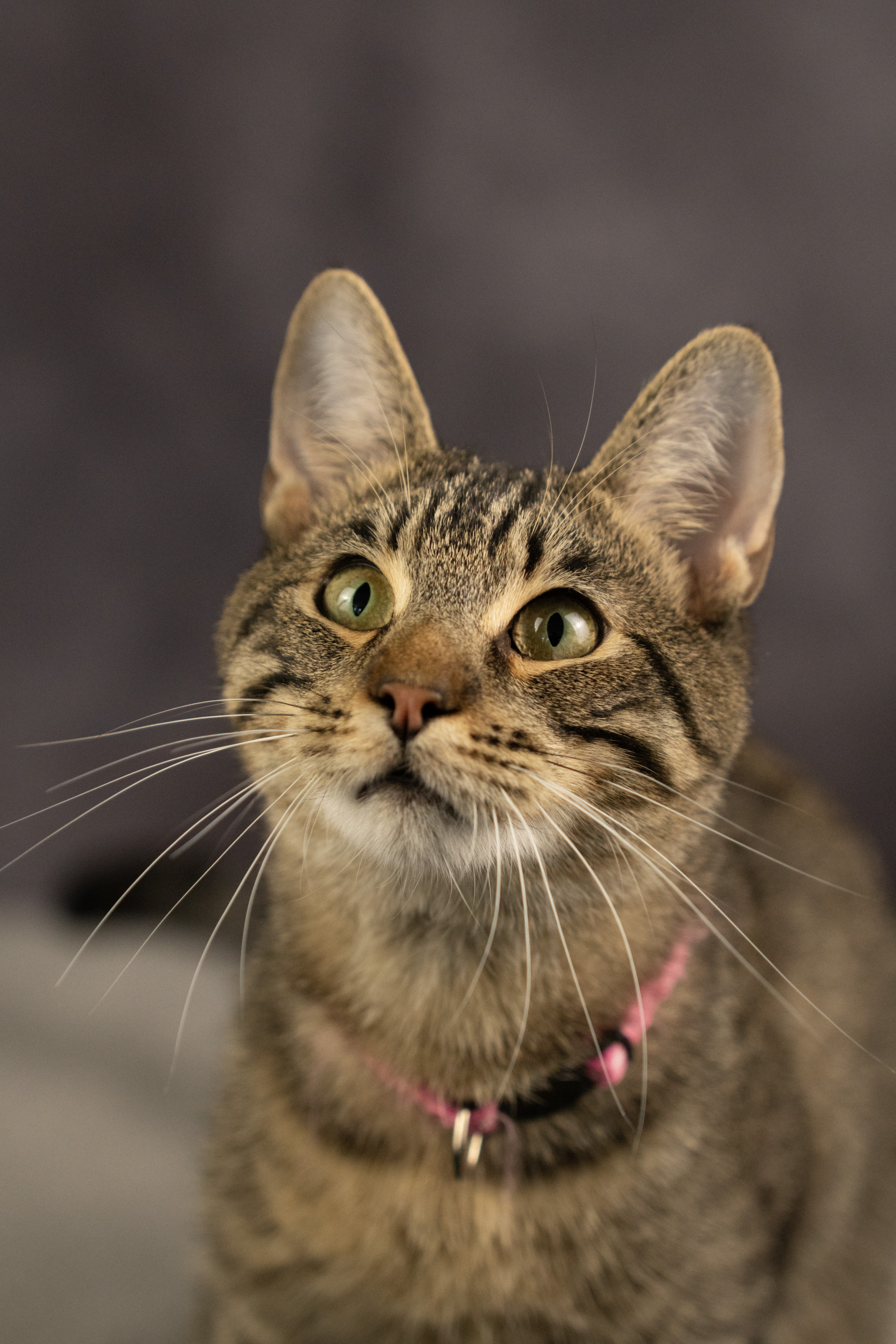 Enlarge Piñon Nut, a Adoptable Domestic Short Hair in Los Angeles, CA image 1/3