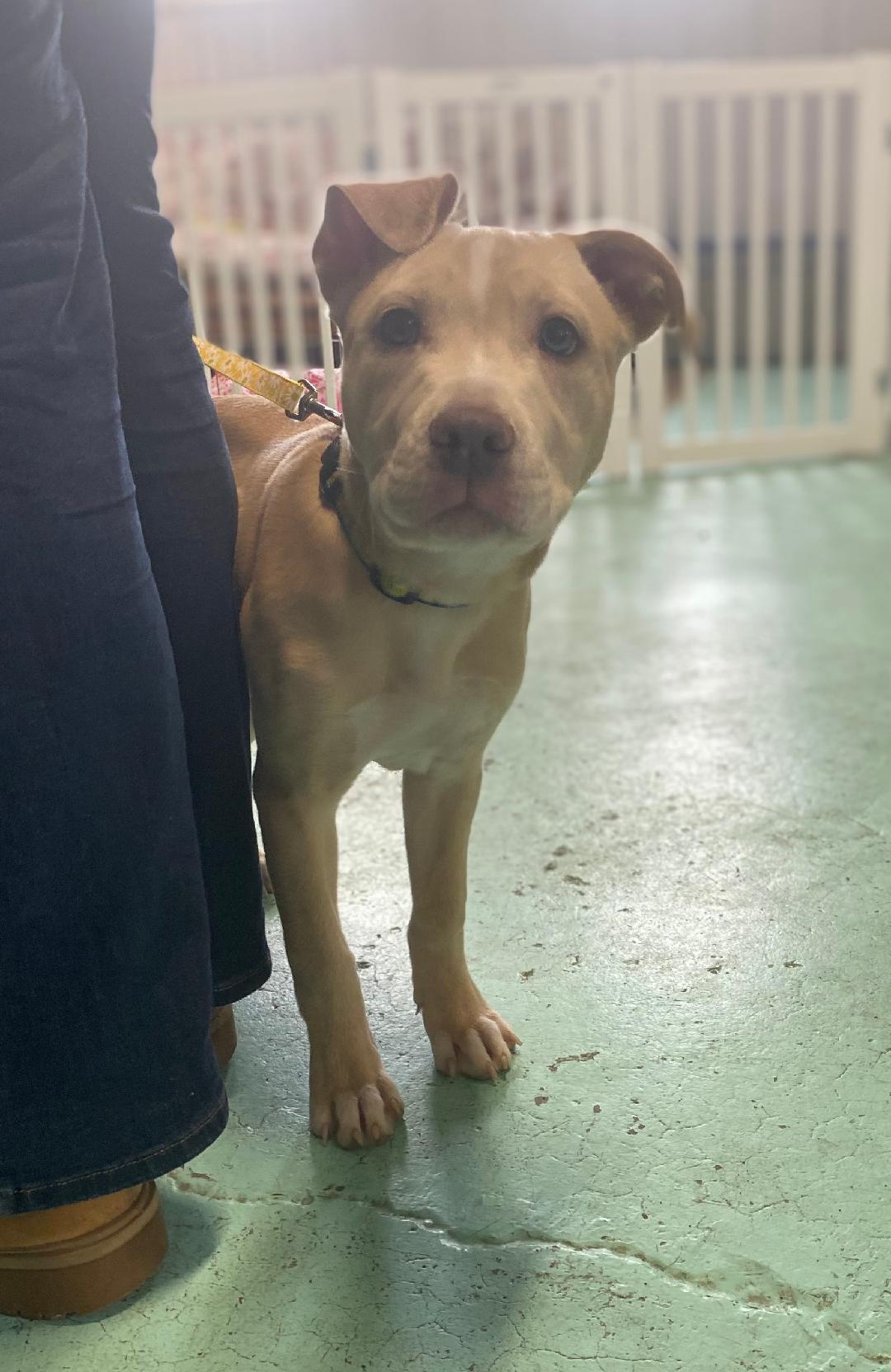 Chloe, ADOPTABLE, Young Female Pit Bull Terrier.