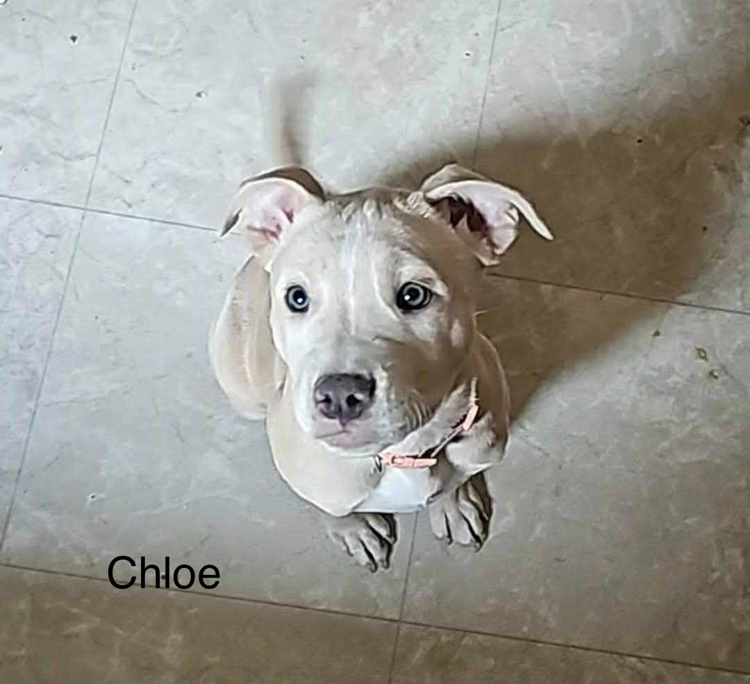 Enlarge Chloe, a ADOPTABLE Pit Bull Terrier in Milton, PA image 3/3