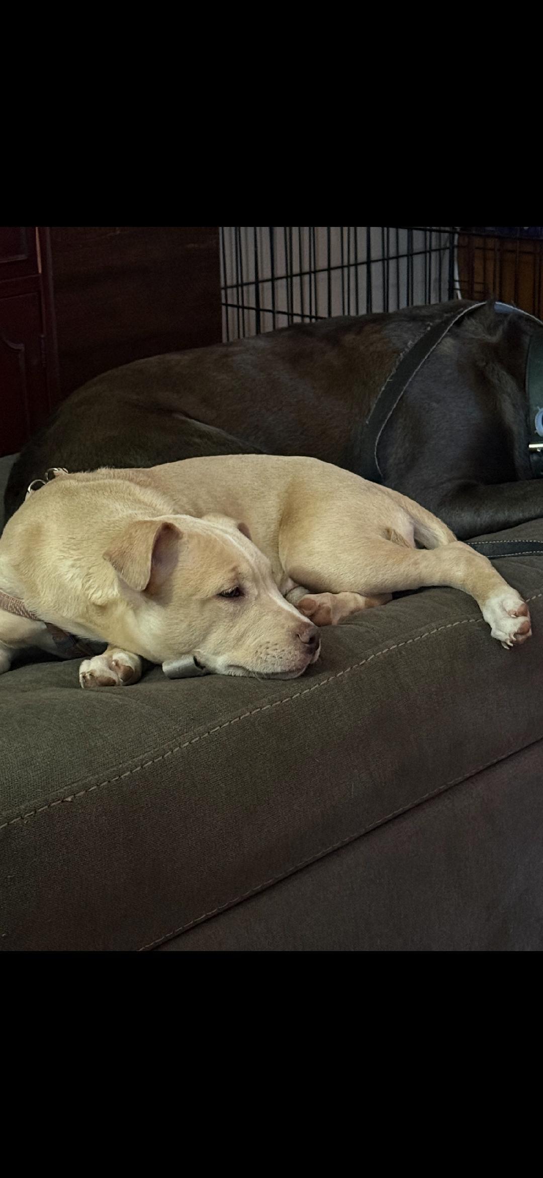 Enlarge Chloe, a ADOPTABLE Pit Bull Terrier in Milton, PA image 2/3