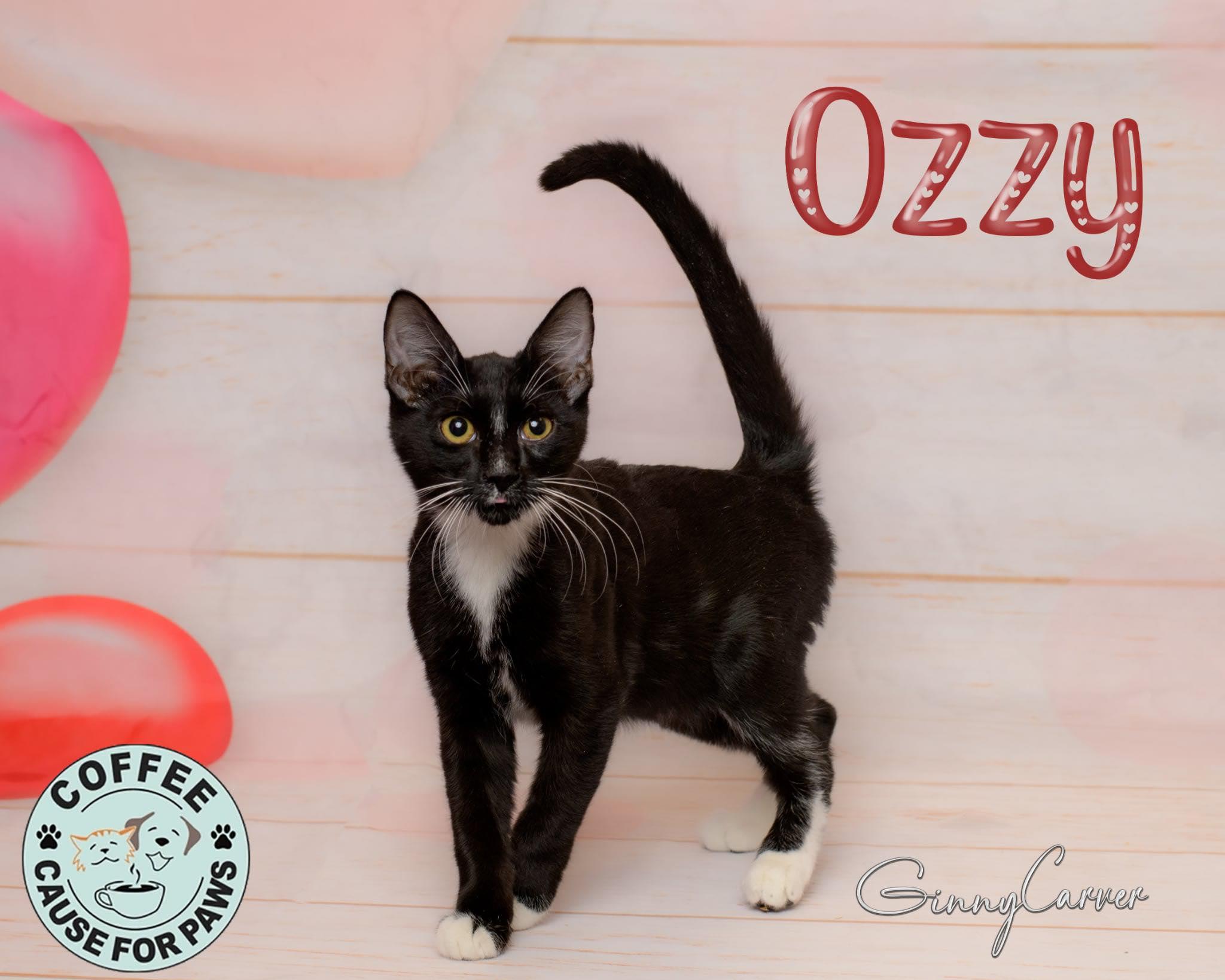 Ozzy, ADOPTABLE, Young Male Domestic Short Hair.