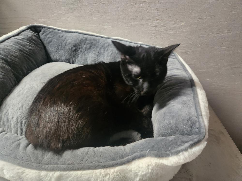 REMI, Adoptable, Adult Male Domestic Short Hair.