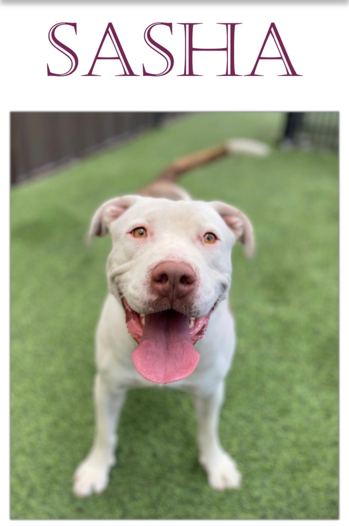 Sasha, Adopted, Young Female American Staffordshire Terrier.