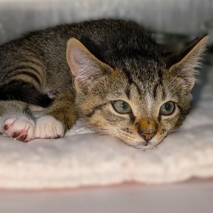 Enlarge Rowina- 53606, a Adoptable Domestic Short Hair in Columbia, MD image 2/2