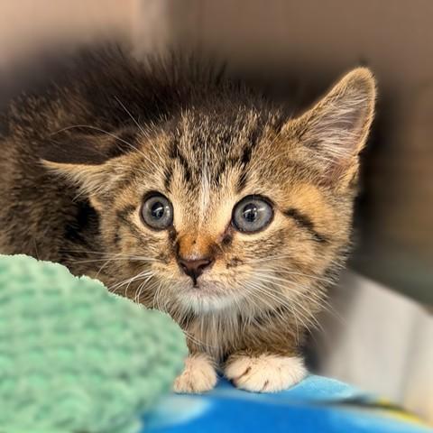 Rowina- 53606, Adoptable, Kitten Female Domestic Short Hair.