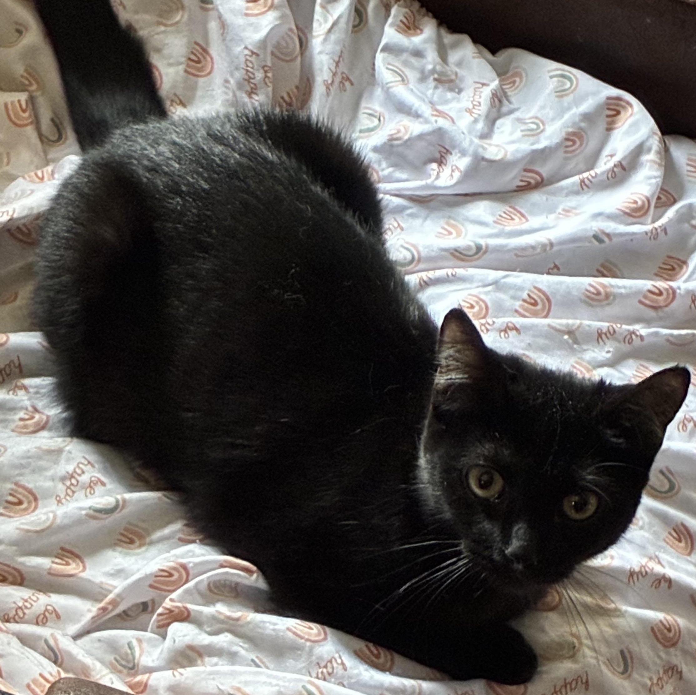 Noire, a ADOPTABLE mixed breed in Stahlstown, PA image 1/3