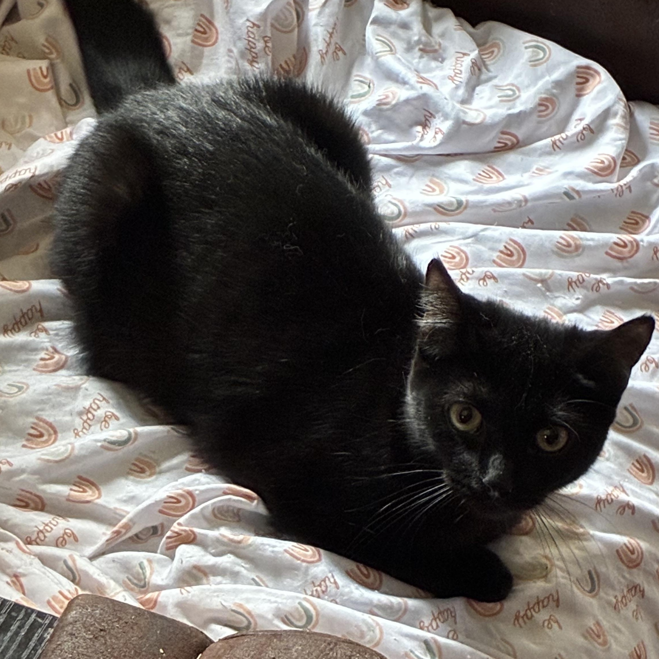 Noire, a ADOPTABLE mixed breed in Stahlstown, PA image 2/3