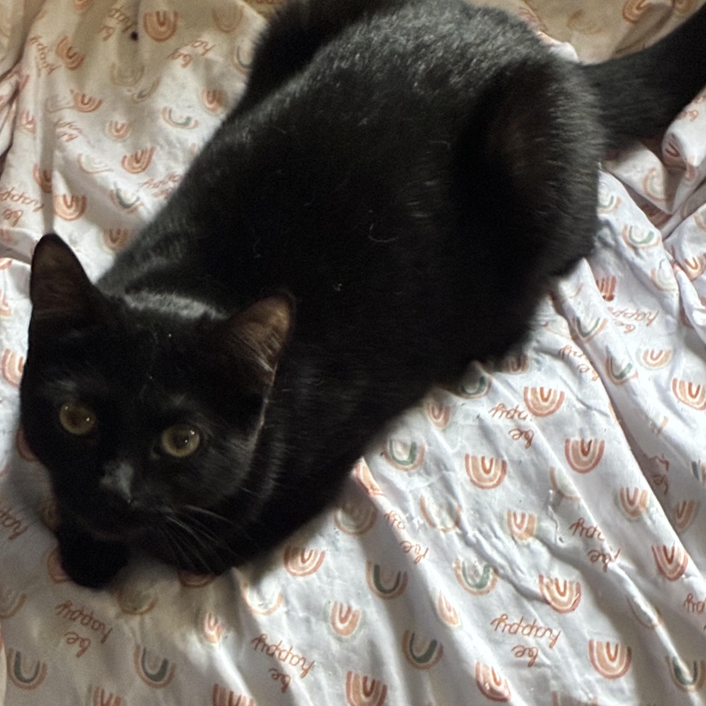 Noire, a ADOPTABLE mixed breed in Stahlstown, PA image 3/3