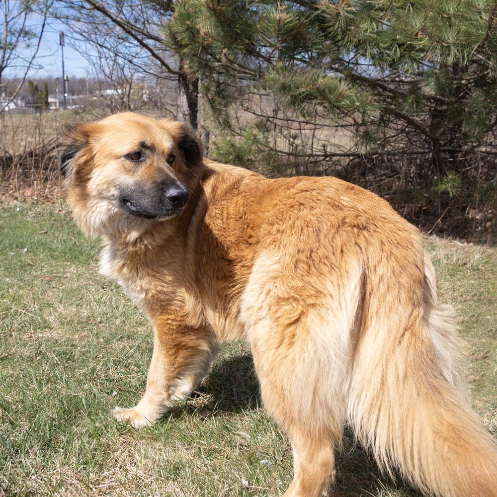 Duffy, Adoptable, Adult Male Shepherd.