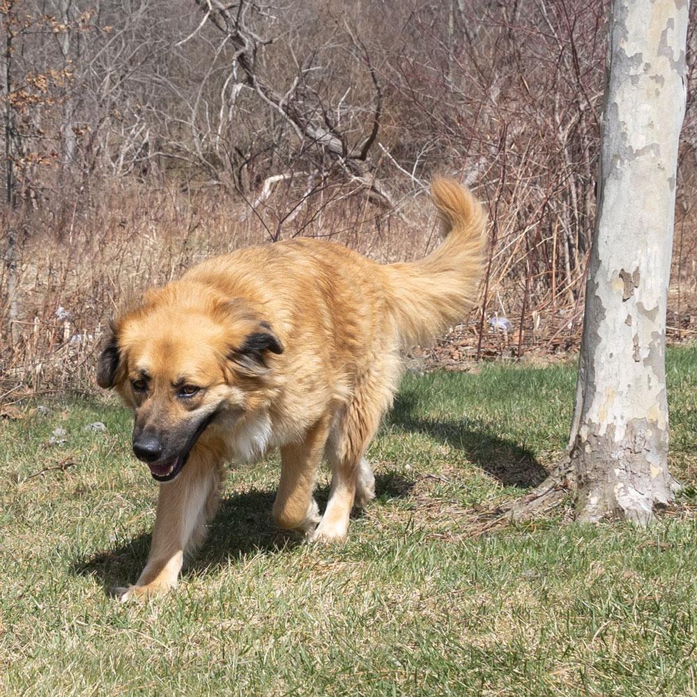 Enlarge Duffy, a Adoptable mixed breed in Erie, PA image 2/6