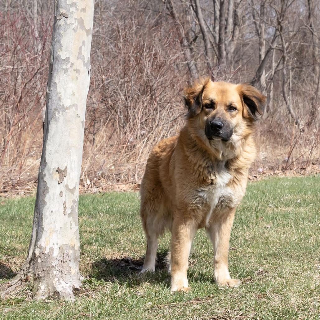 Enlarge Duffy, a Adoptable mixed breed in Erie, PA image 3/6