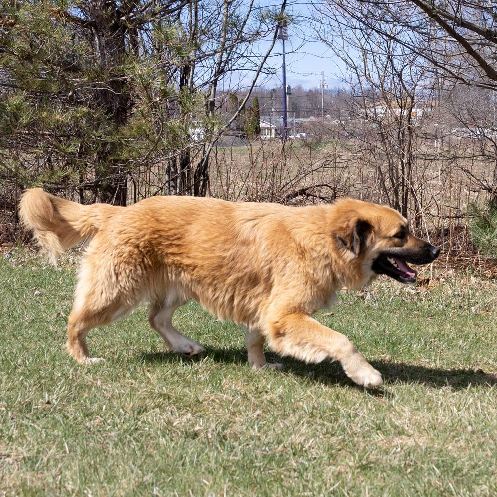 Enlarge Duffy, a Adoptable mixed breed in Erie, PA image 4/6