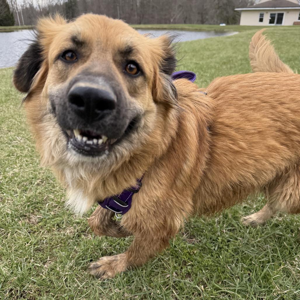 Enlarge Duffy, a Adoptable mixed breed in Erie, PA image 5/6