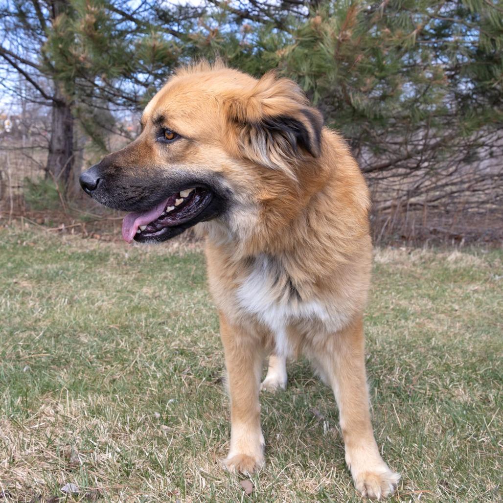 Enlarge Duffy, a Adoptable mixed breed in Erie, PA image 6/6