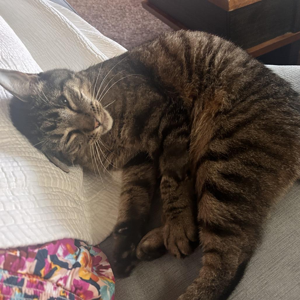 Georgie, a Adoptable Domestic Short Hair in Denver, CO image 5/5