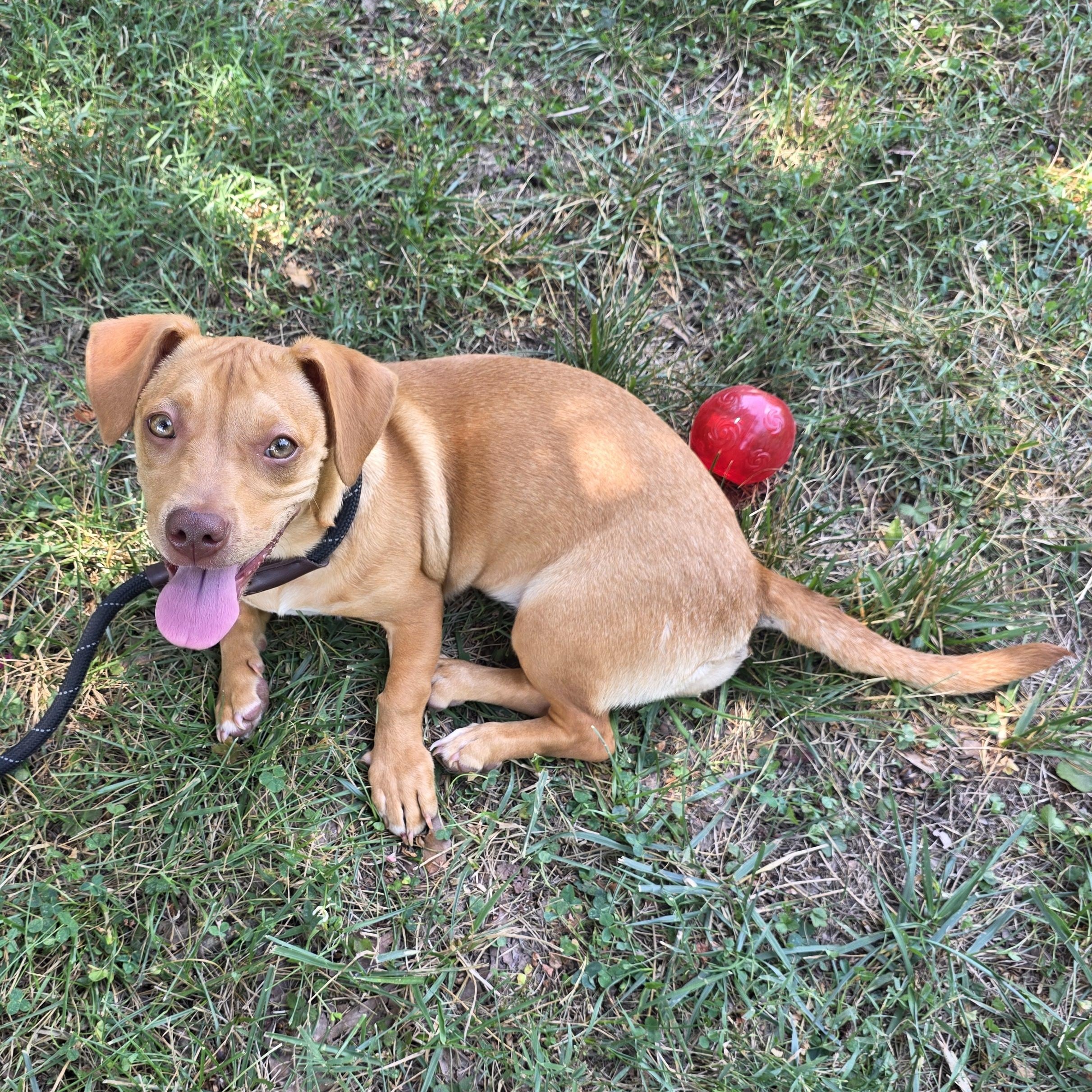 Mini, a Adoptable mixed breed in Greensboro, NC image 4/6
