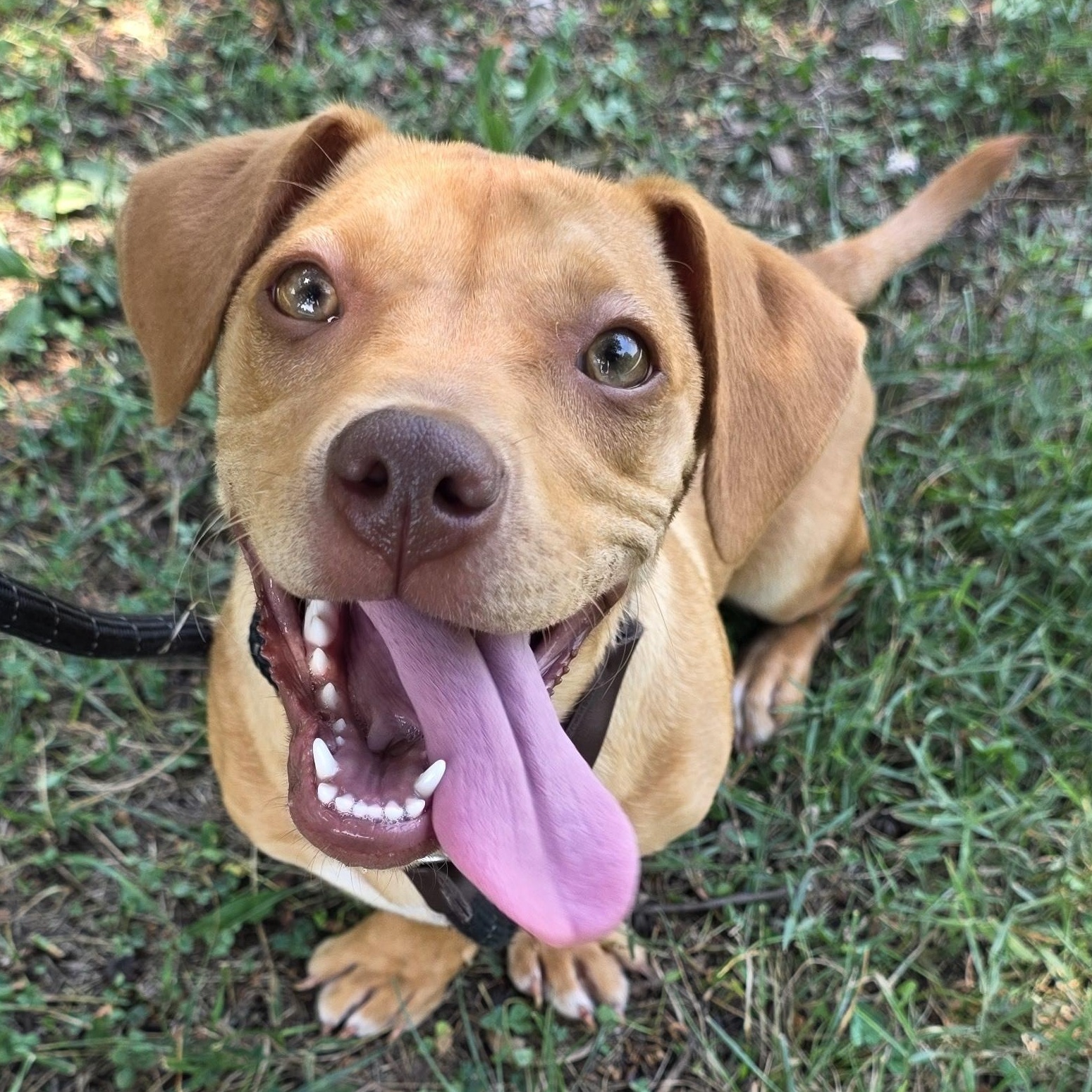 Mini, Adoptable, Young Female Dachshund & Mixed Breed.