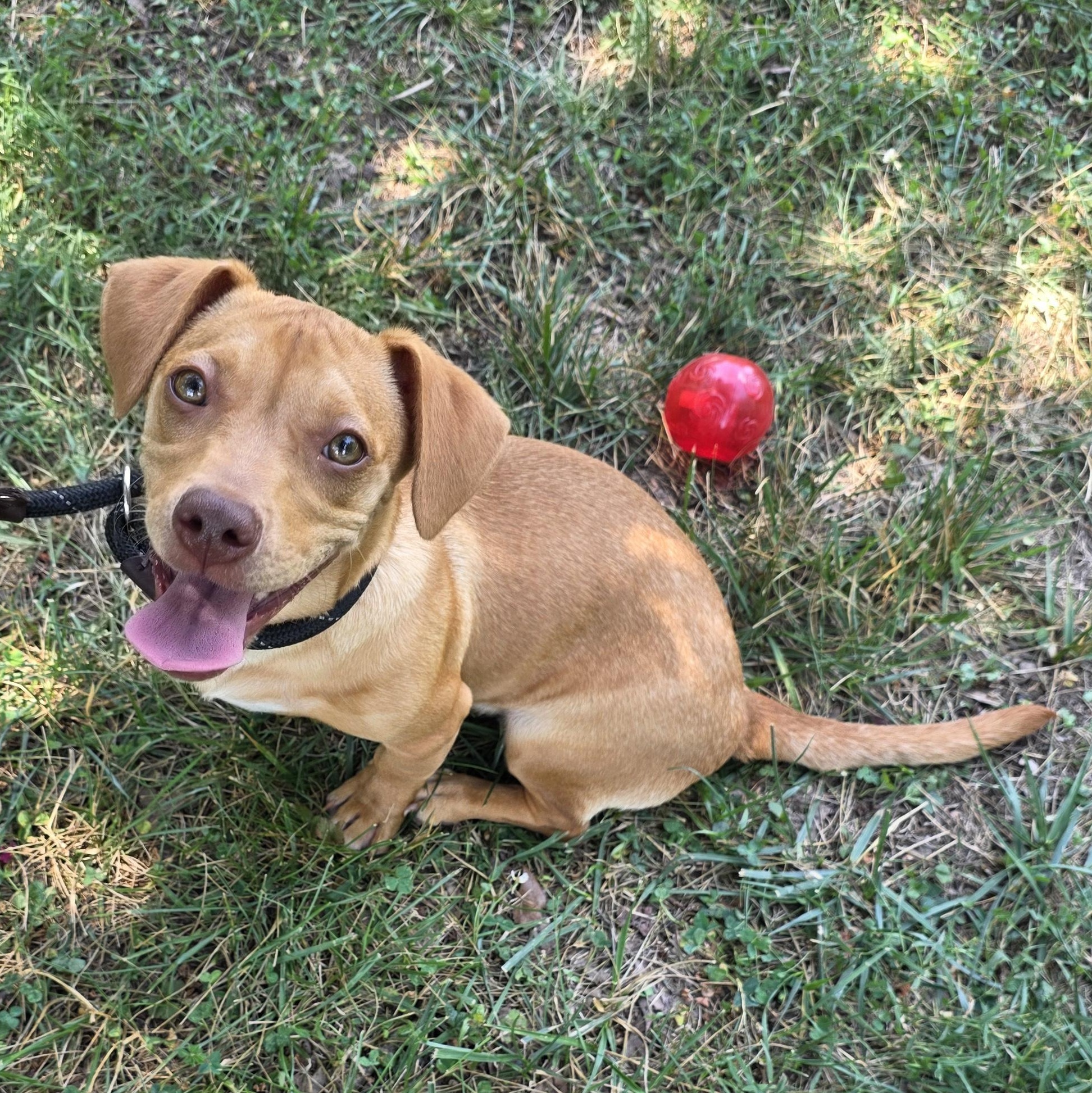 Mini, a Adoptable mixed breed in Greensboro, NC image 6/6