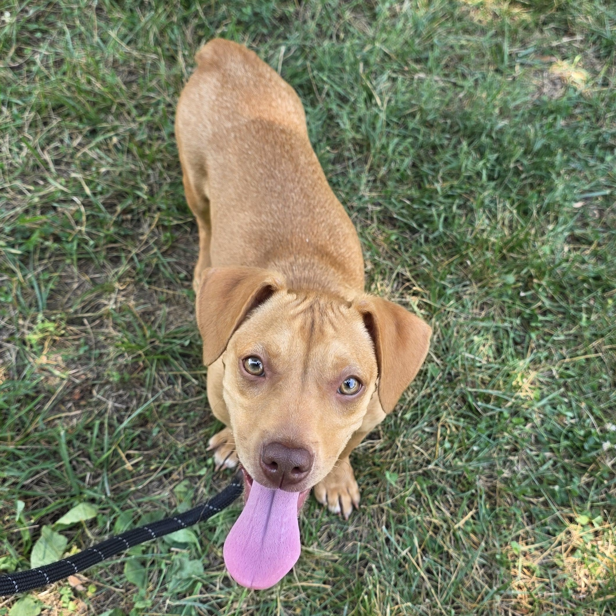 Mini, a Adoptable mixed breed in Greensboro, NC image 5/6