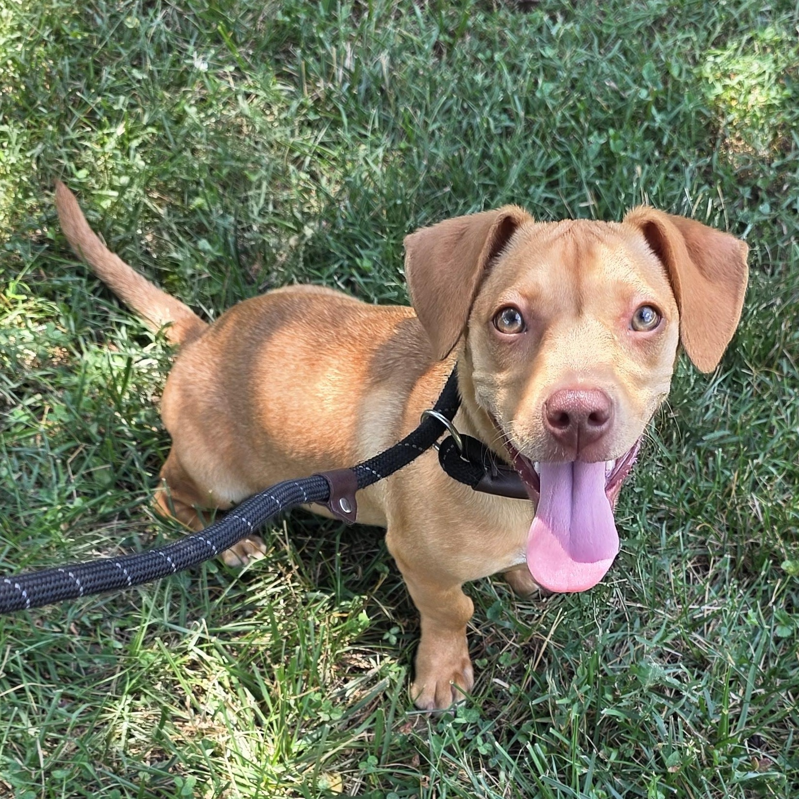 Mini, a Adoptable mixed breed in Greensboro, NC image 3/6