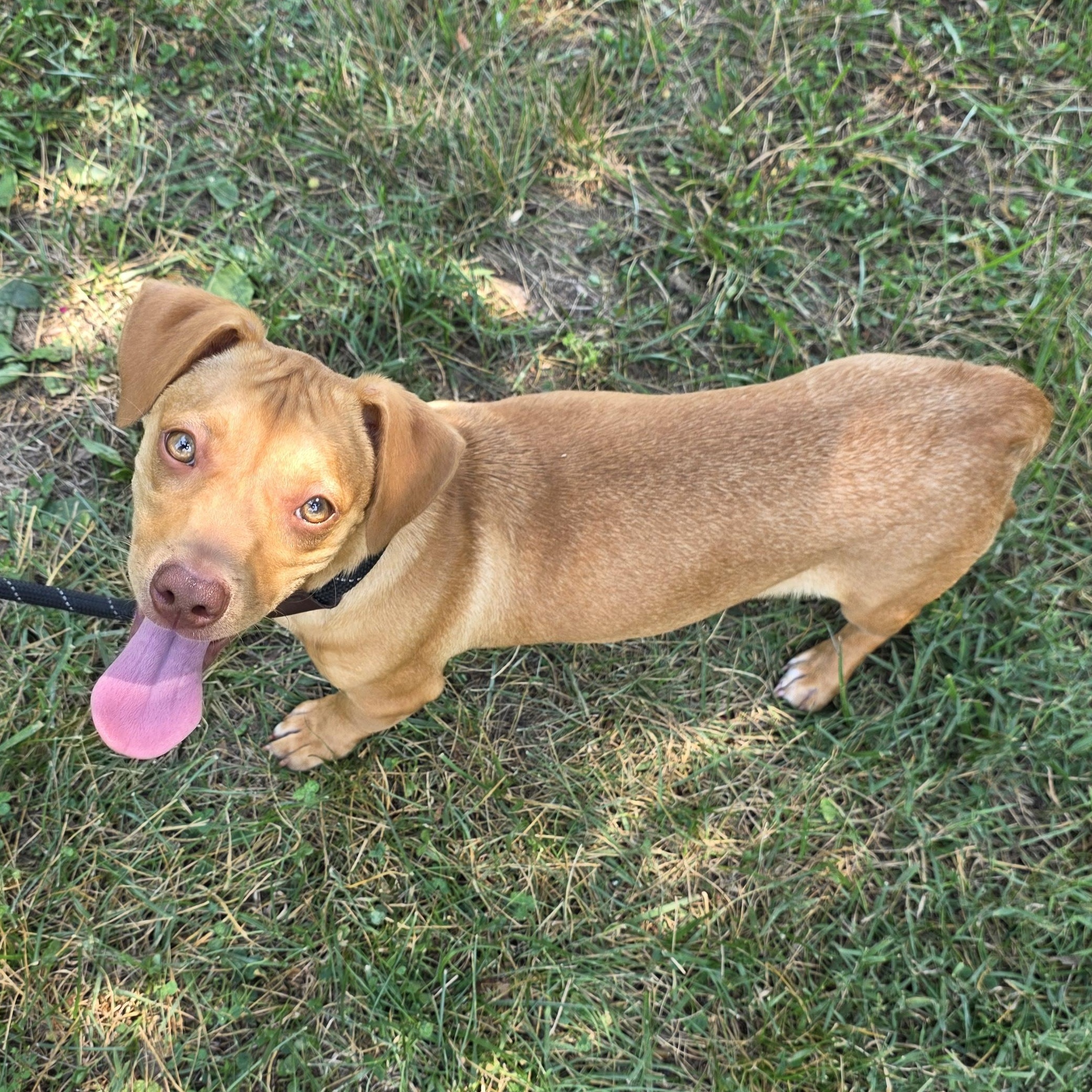 Mini, a Adoptable mixed breed in Greensboro, NC image 2/6