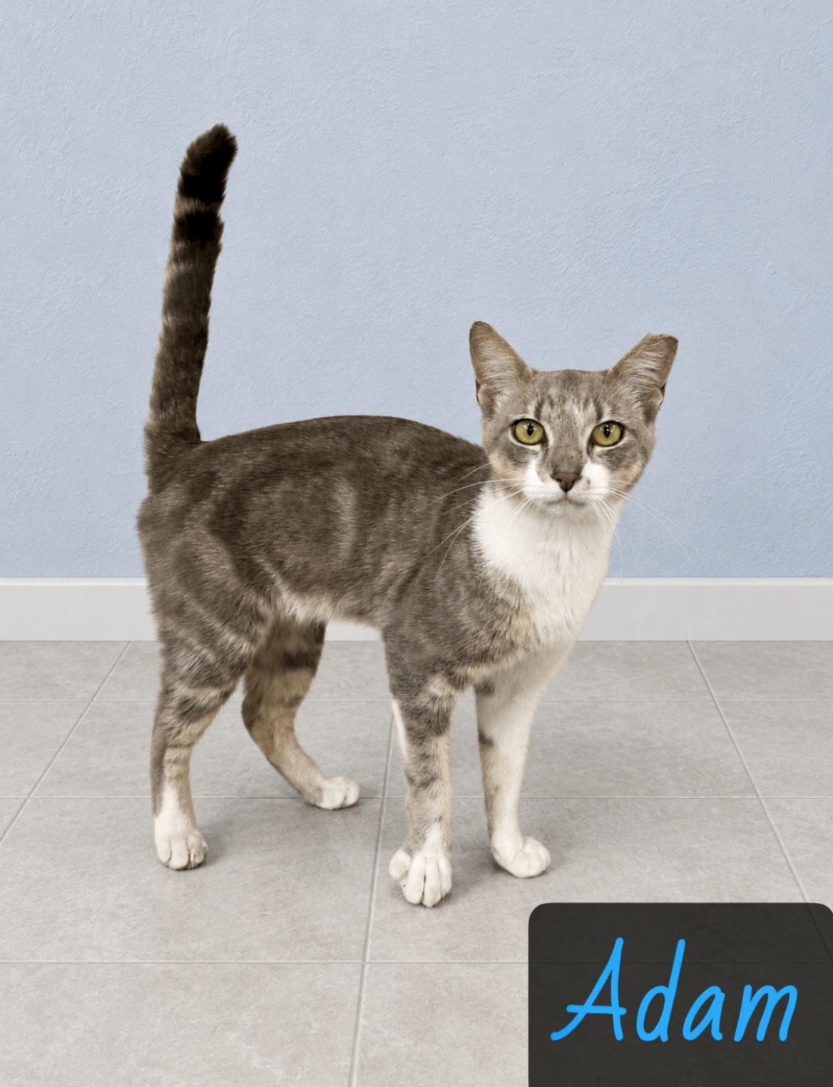 Adam, an adopted mixed breed in Englewood, FL image 3/4