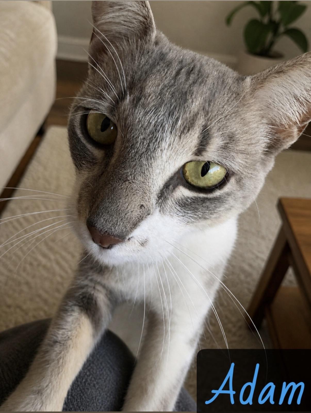Adam, adopted, Young Male Domestic Short Hair.