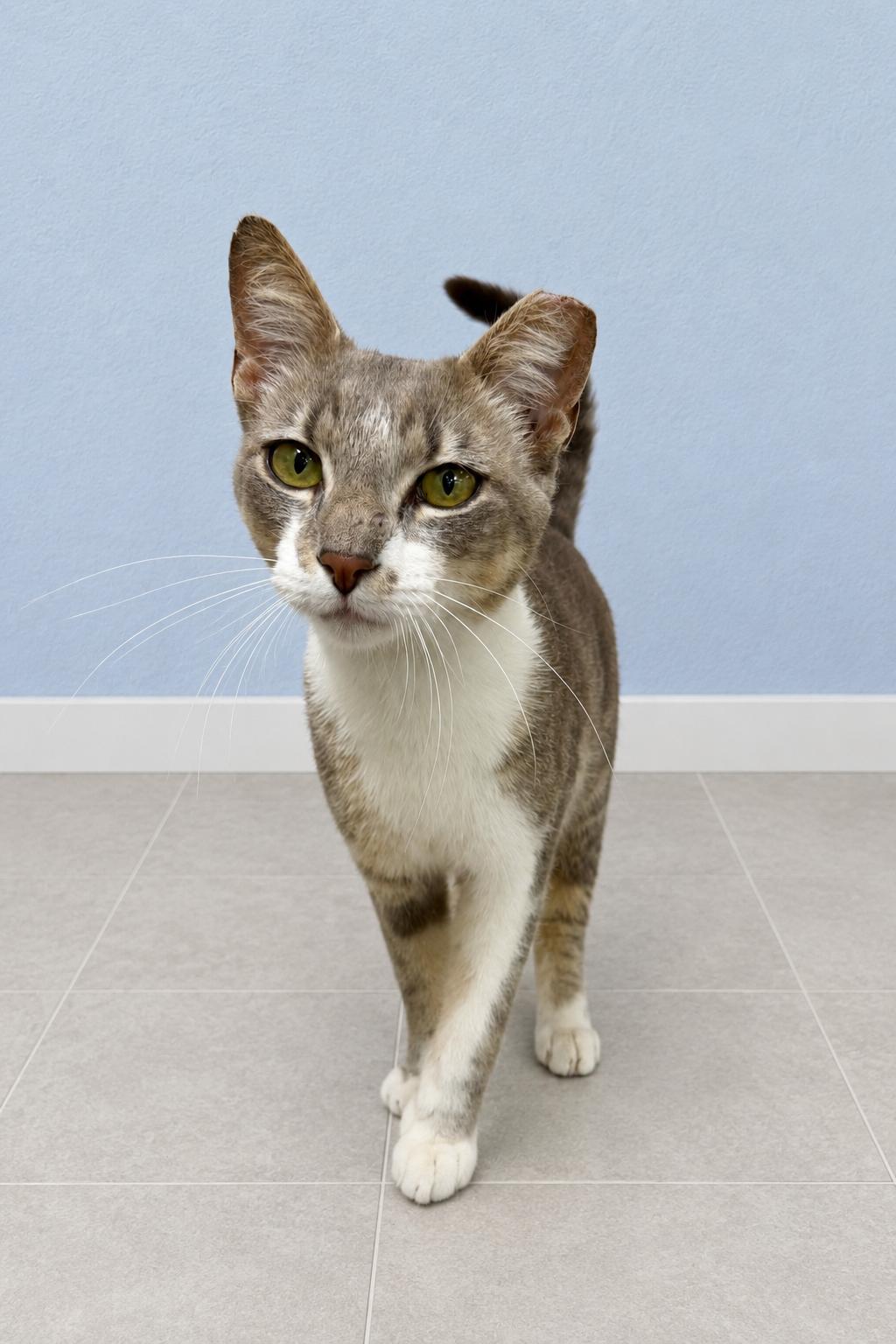 Adam, an adopted mixed breed in Englewood, FL image 4/4