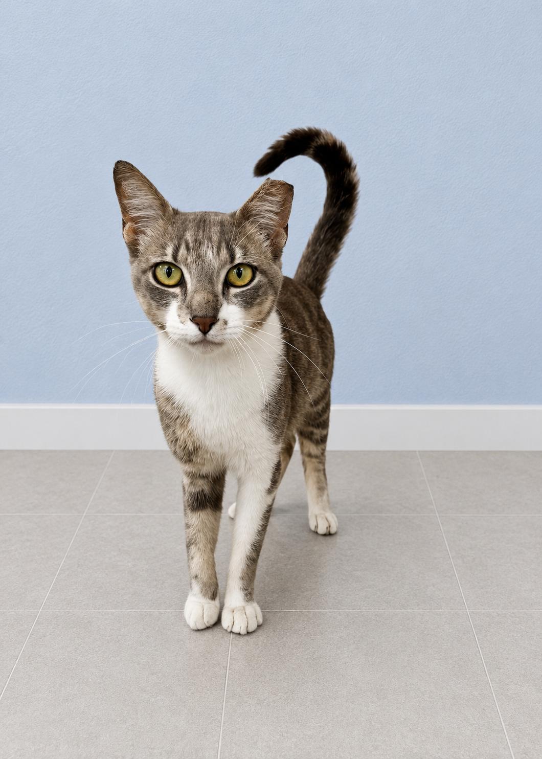 Adam, an adopted mixed breed in Englewood, FL image 2/4