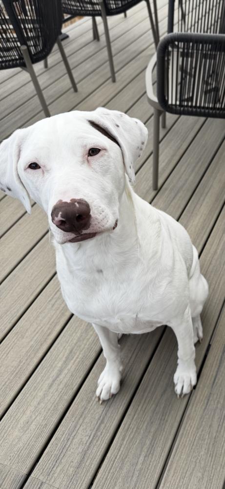 Regina - Courtesy Listing, Adoptable, Adult Female German Shorthaired Pointer & Labrador Retriever.