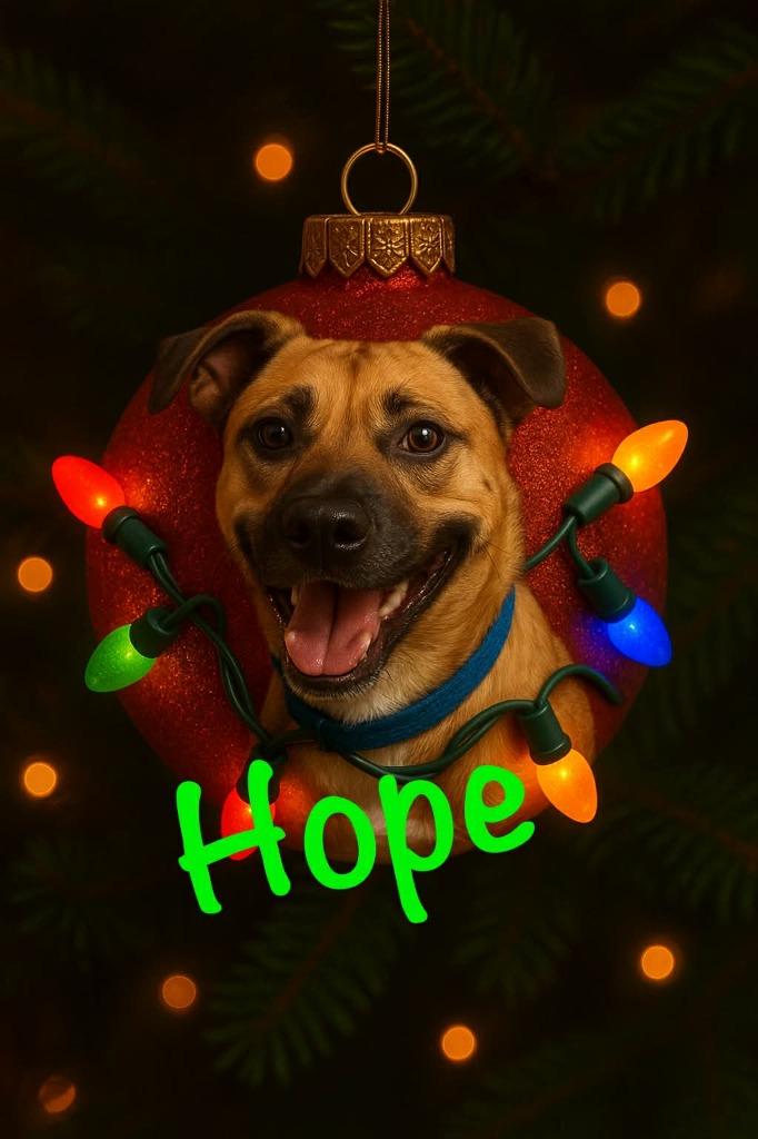 Enlarge Hope, a Adoptable mixed breed in East Ridge, TN image 2/3