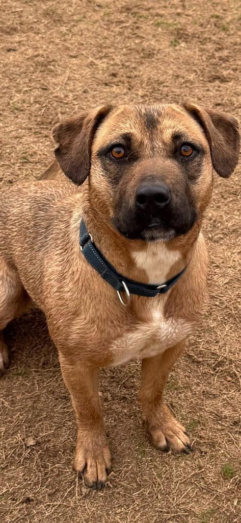 Hope, Adoptable, Young Female Labrador Retriever.