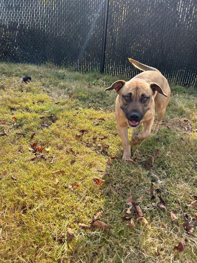 Hope, Adoptable, Young Female Labrador Retriever.