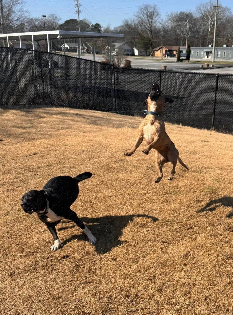 Enlarge Hope, a Adoptable mixed breed in East Ridge, TN image 2/4